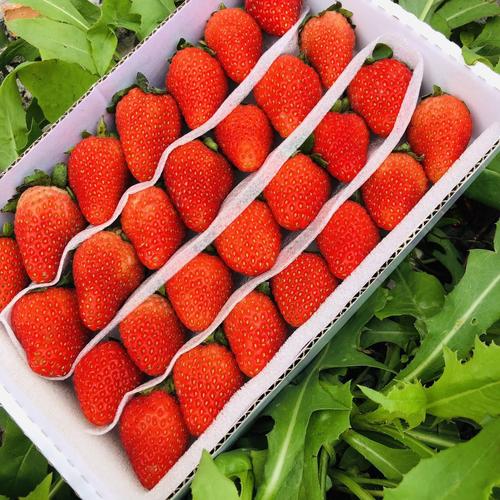 新鲜烘焙小草莓双流冬草莓新鲜 水果批发草莓商用实惠奶茶4盒顺丰